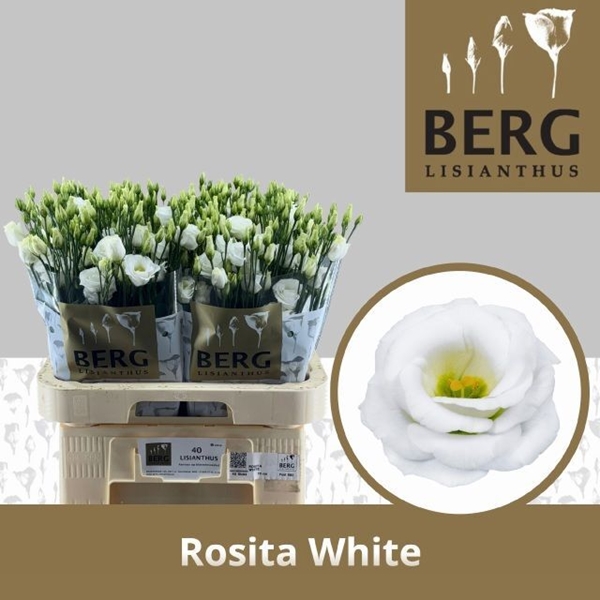 LISIANTHUS ROSITA WHITE 70CM