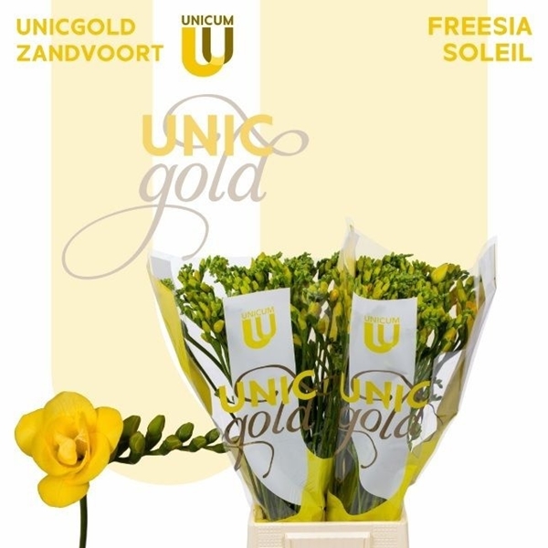 FREESIA SOLEIL 24G 56CM $$$