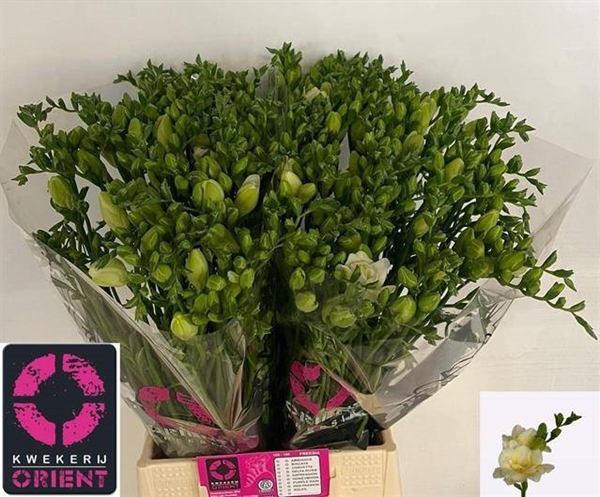 FREESIA VOLANTE 23G 52CM