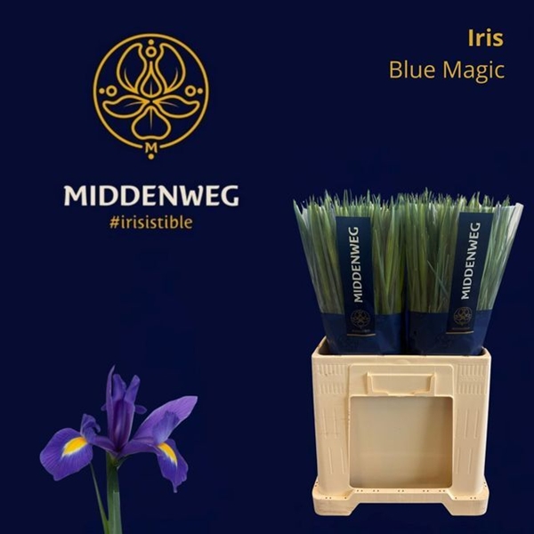 IRIS BLUE MAGIC 66CM