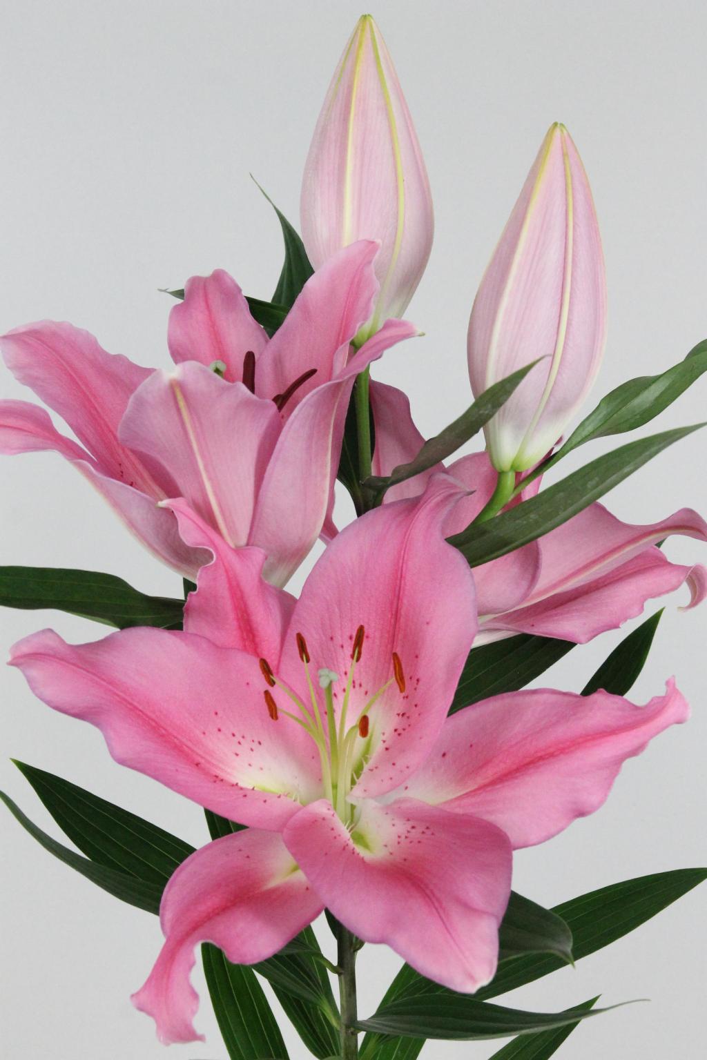 LYS OR PRAIANO 21FL 85CM