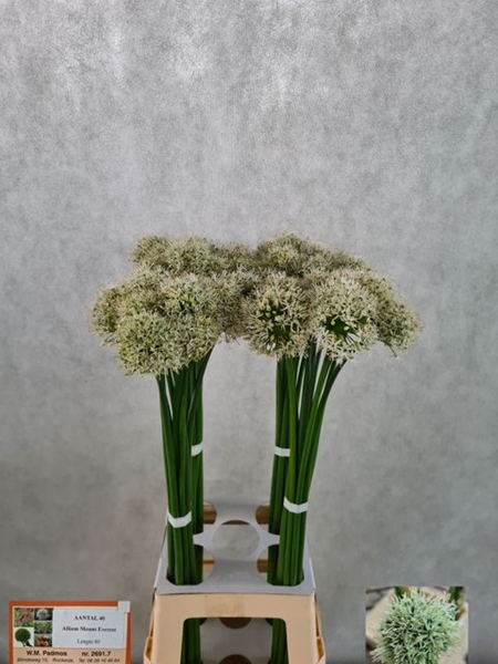 ANIGOZANTHUS EARLY SPRING 110C