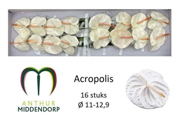 ANTHU ACROPOLIS X16
