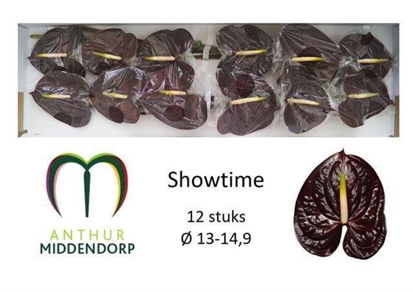 ANTHU SHOWTIME X12