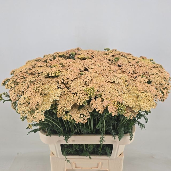 ACHILLE CLEOPATRA 80CM