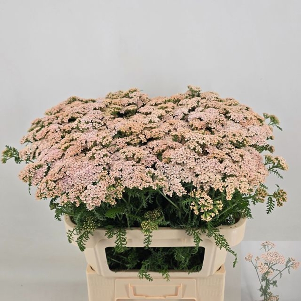 ALCHILLEE ANITA CHAMPAGNE 75CM