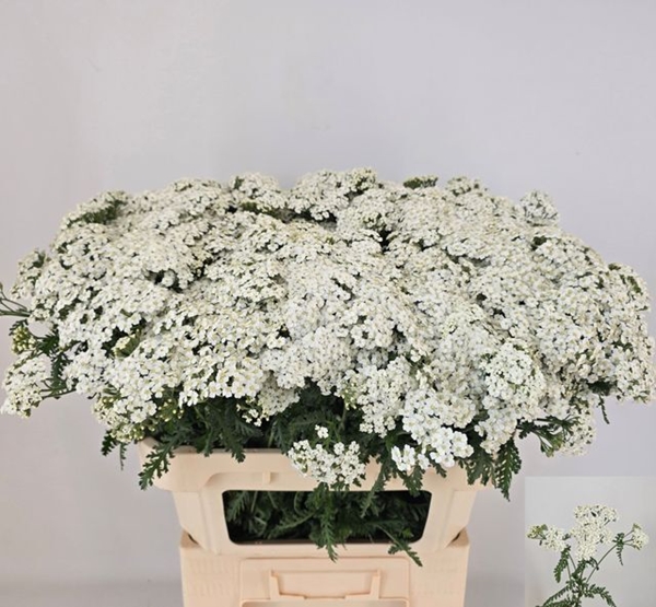ACHILLE WHITE BEAUTY 75CM