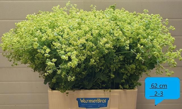 ALCHEMILLA ROBUSTICA 60CM
