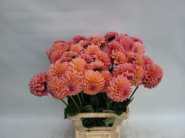 DAHLIA LINDA'S BABY 70CM
