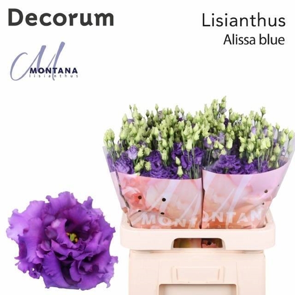 LISIANTHUS ALISSA BLUE 70CM