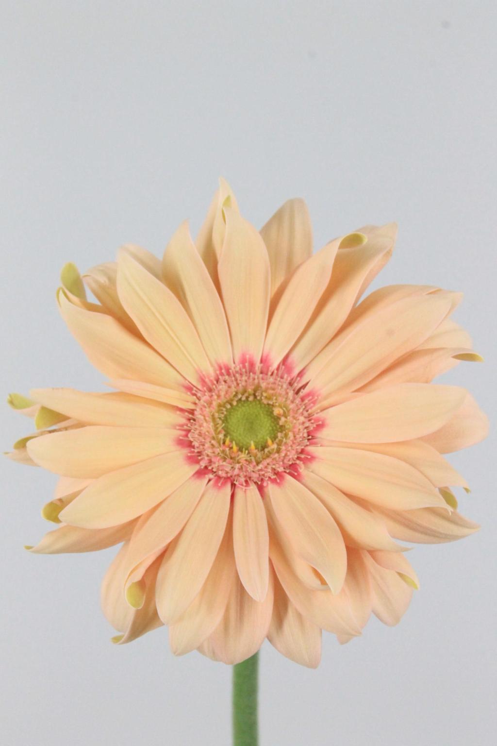 GERBERA PASTERA ROSATA