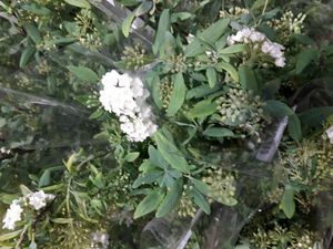 SPIREE JAPONICA 250 GR BOTTE