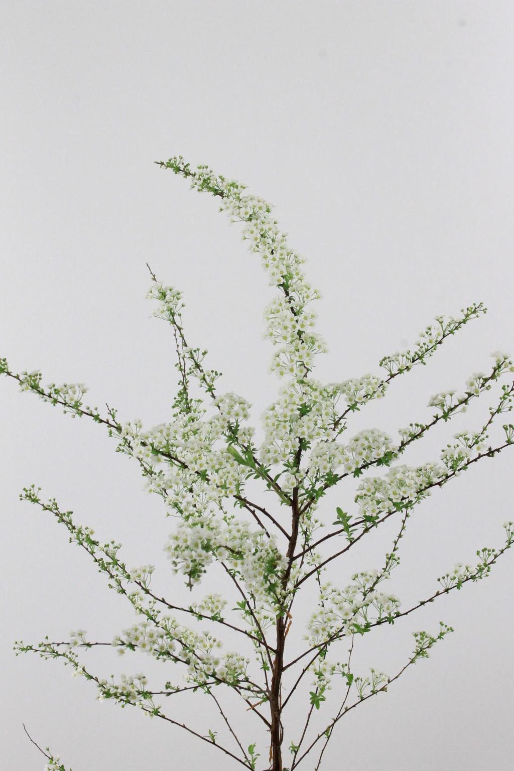 SPIREE GREFSHEIM 80CM