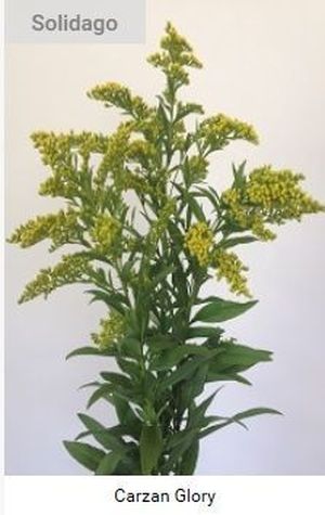 SOLIDAGO CARZAN GLORY 80/50