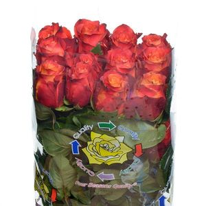 ROSE ATOMIC 50