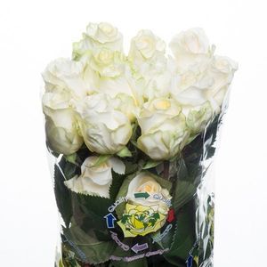ROSE CREME DE LA CREME 50