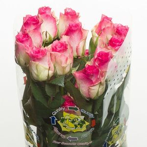 ROSE MALIBU 50