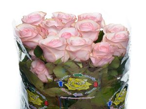 ROSE NOVIA 50