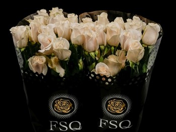 ROSE VENDELA 50