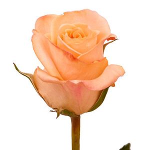 ROSE TIFFANY 50
