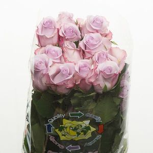 ROSE OCEAN SONG 50