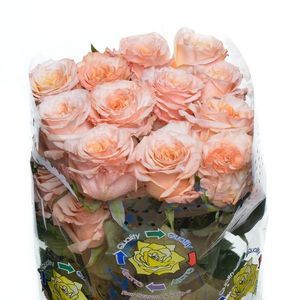 ROSE SHIMMER 50