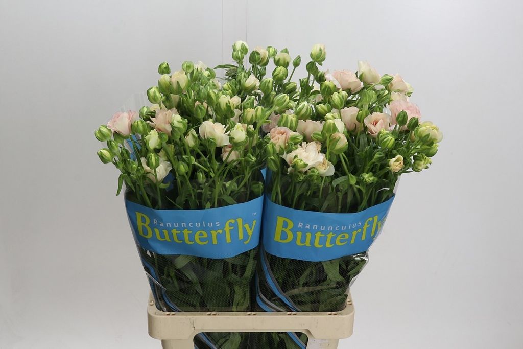 RAN BUTTERFLY ARIADNE 70 $$$