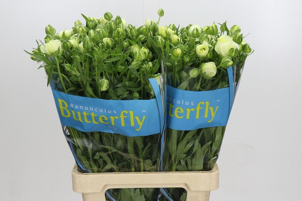 RAN BUTTERFLY GRACES 70 $$$