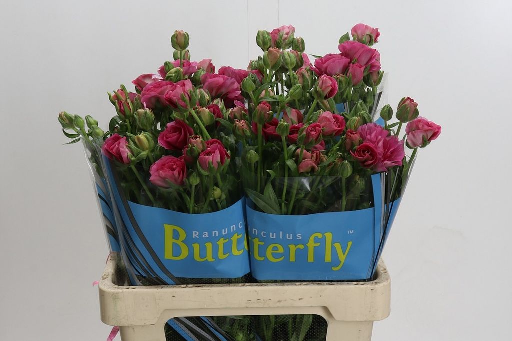 RAN BUTTERFLY JUPITER 60 $$$