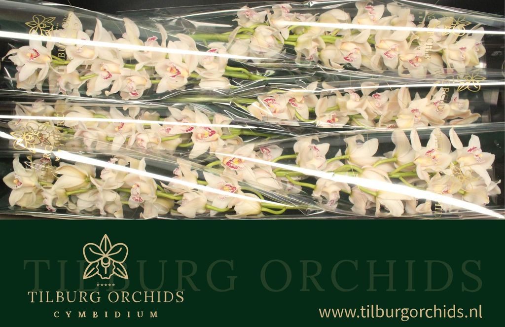 CYMBIDIUM WHITE CASCADE 80