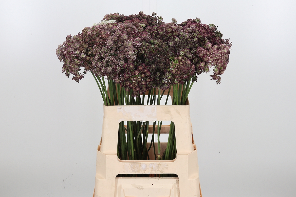 DAUCUS DARA 60