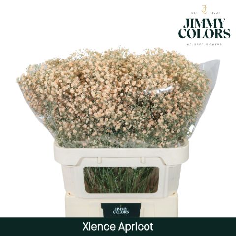 GYPS LARGE PAINT APRICOT 80