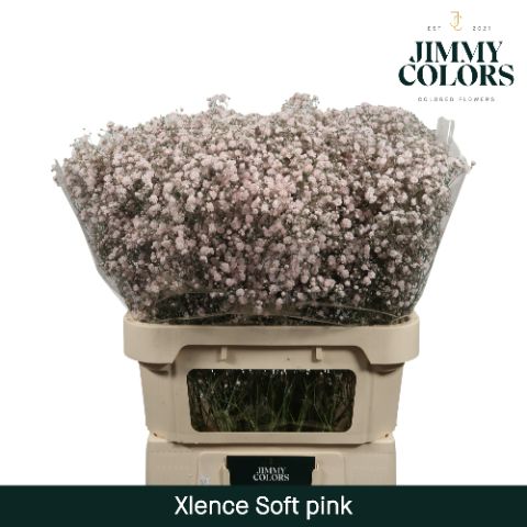 GYPS LARGE PAINT PINK LIGHT 80