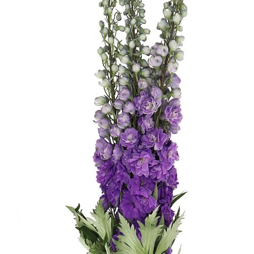 DELPHINIUM PURPLE HEART 100