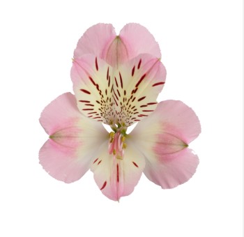 ALSTROEMERIA WONDERSWEET 60