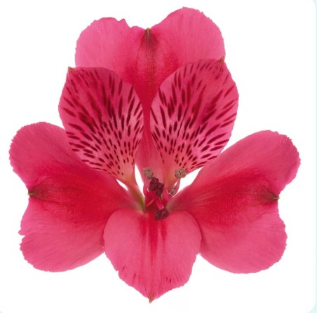 ALSTROEMERIA ROME 60