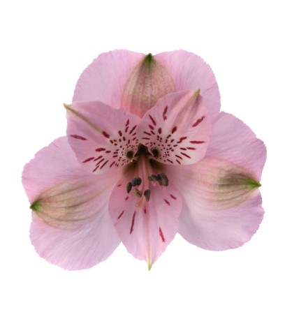 ALSTROEMERIA SEATTLE 60