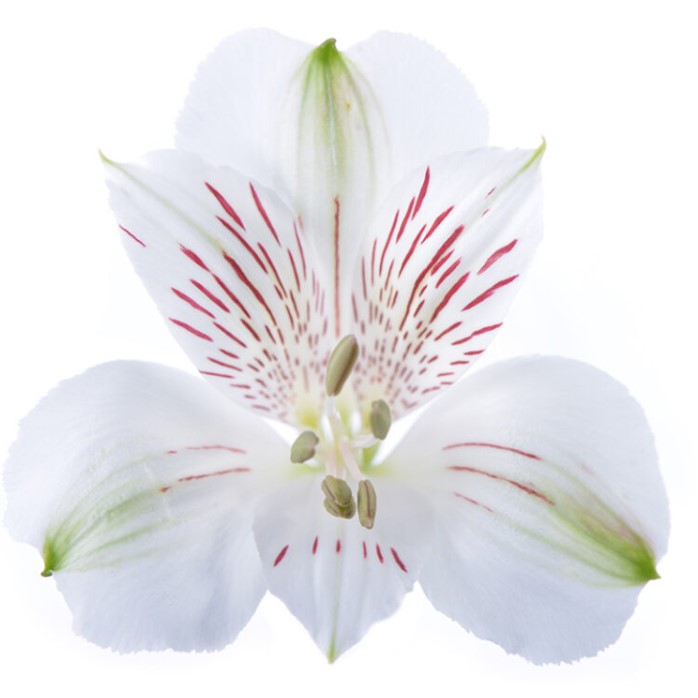 ALSTROEMERIA SIBERIA 80