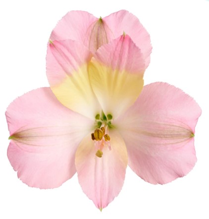 ALSTROEMERIA TOM POUCE 60