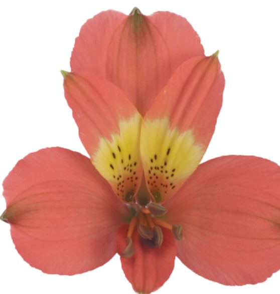 ALSTROEMERIA VIXEN 60