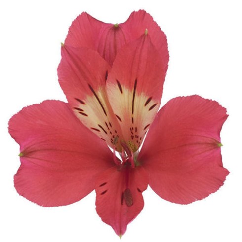 ALSTROEMERIA TANIA 60