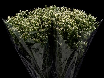 LIMONIUM WHITE ACTIVA 80
