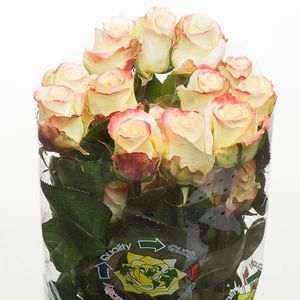 ROSE AUBADE 50