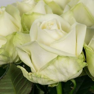 ROSE AVALANCHE MEIJER 70