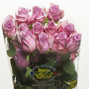 ROSE AVANT GARDE 40