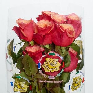 ROSE BOGART 50