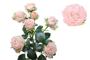 ROSE BR. BOMBASTIC 50