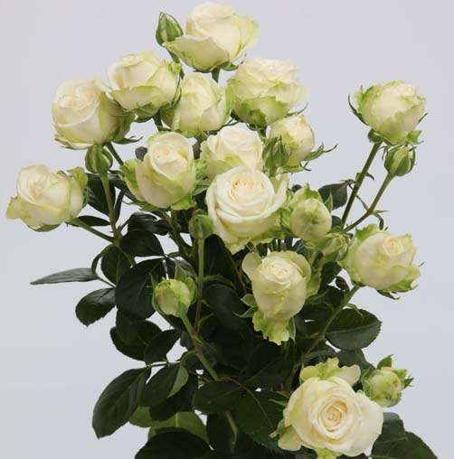 ROSE BR. MISS BOMBASTIC 50