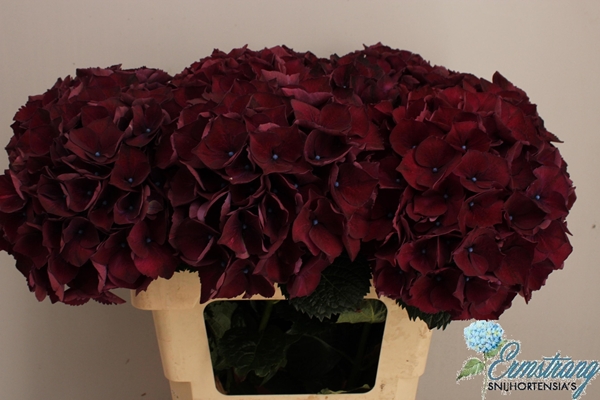 HORT. AUBERGINE 60CM