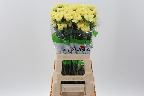 DI ST ILIAD YELLOW 70CM CO